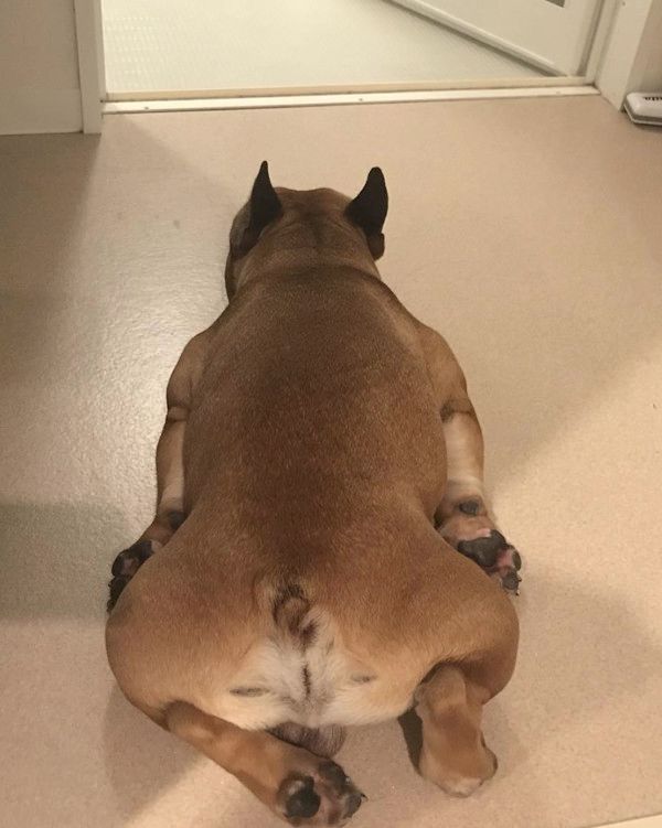 驚きの体勢で寝落ちしちゃう犬