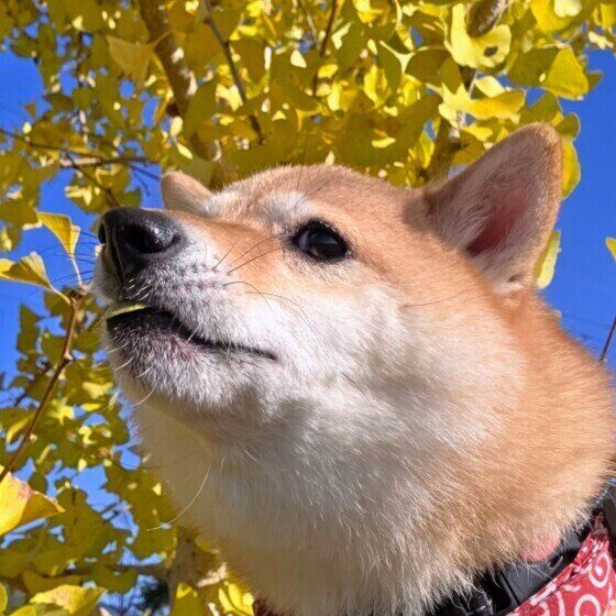 イチョウと青空と柴犬