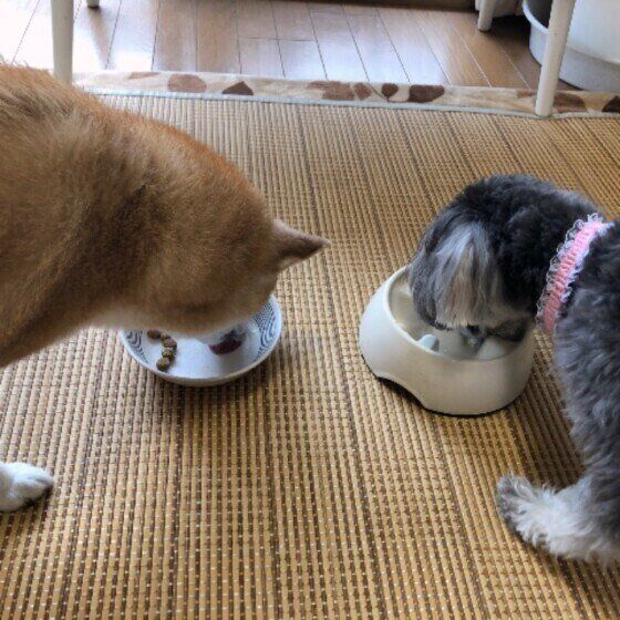 ご飯を食べる犬たち（メス、ミニチュア・シュナウザー／他1匹）