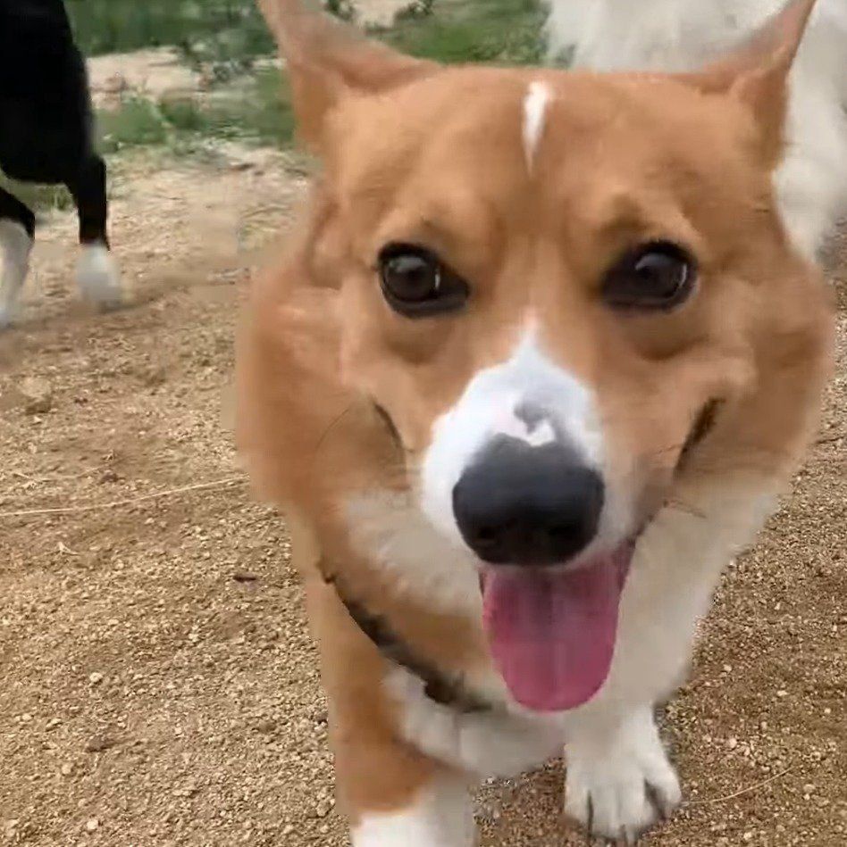 やる気満々のコナン君