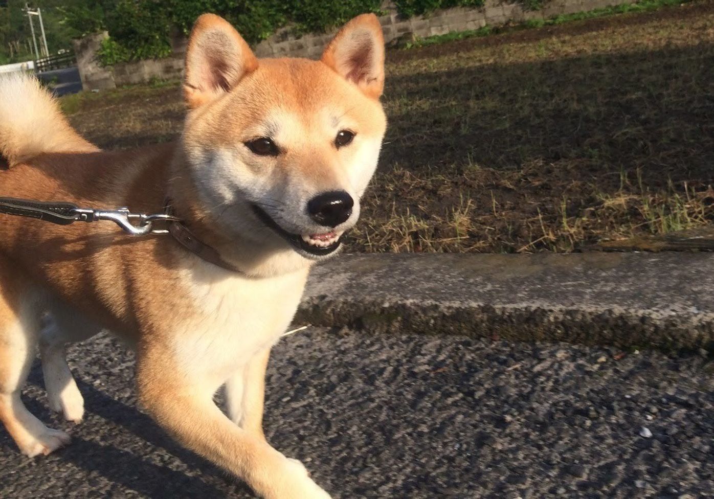 柴犬ももの家に 黒猫がやってきた 初対面の瞬間 連載 柴犬ももと猫たち Vol 7 いぬのきもちweb Magazine