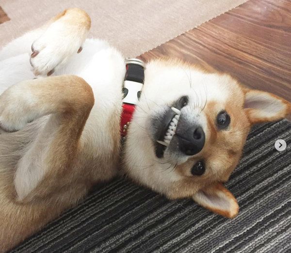 柴犬の豆吉ちゃん