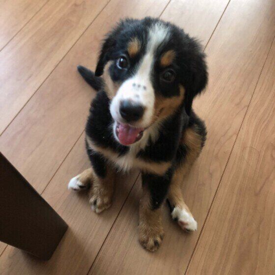 バーニーズ・マウンテン・ドッグのうにちゃん