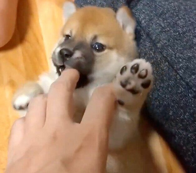 飼い主さんの指を甘噛みするひなたちゃん