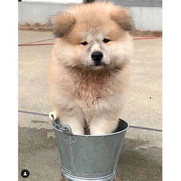 バケツの中に前足をつっこむボブくん