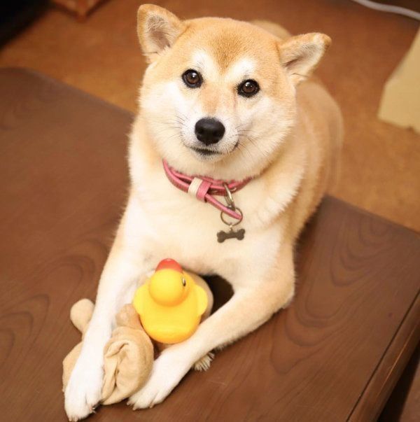 ぬいぐるみが好きな柴犬