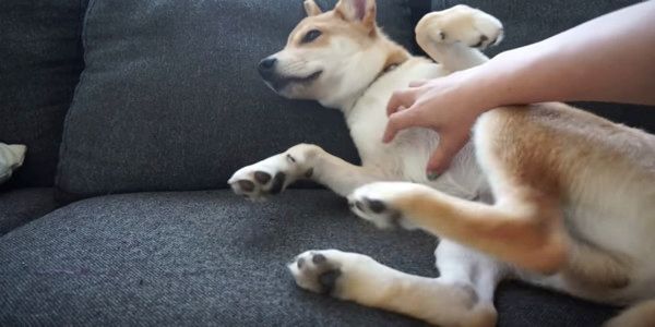 くすぐられるゾロくん