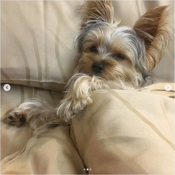 布団で眠るヨークシャー・テリア