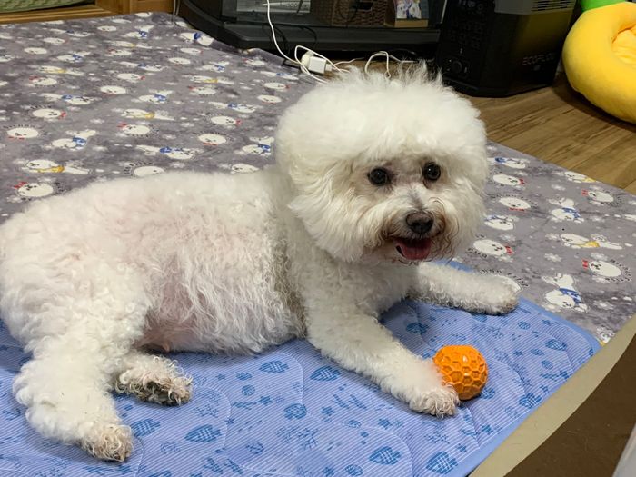 久しぶりのお散歩後に満足げな表情の犬