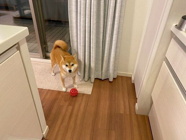 飼い主さんを遊びに誘うひるねちゃん