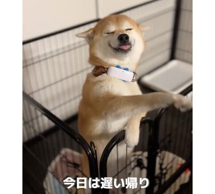 帰宅した飼い主さんを出迎えるむぎちゃん