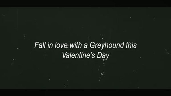 バレンタインデーにグレーハウンドと恋に落ちる