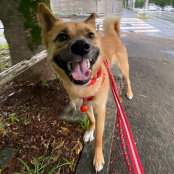 茶豆ちゃん（Mix）