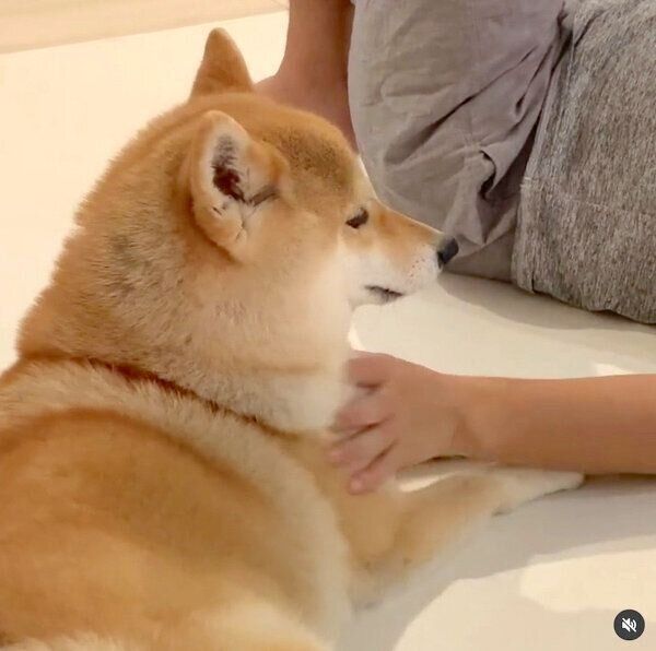 エンドレスで「ナデナデ」を要求する味噌ちゃん