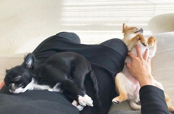 くつろぐチワワ