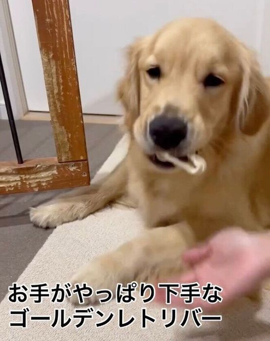 ミルクガムをくわえるアルくん