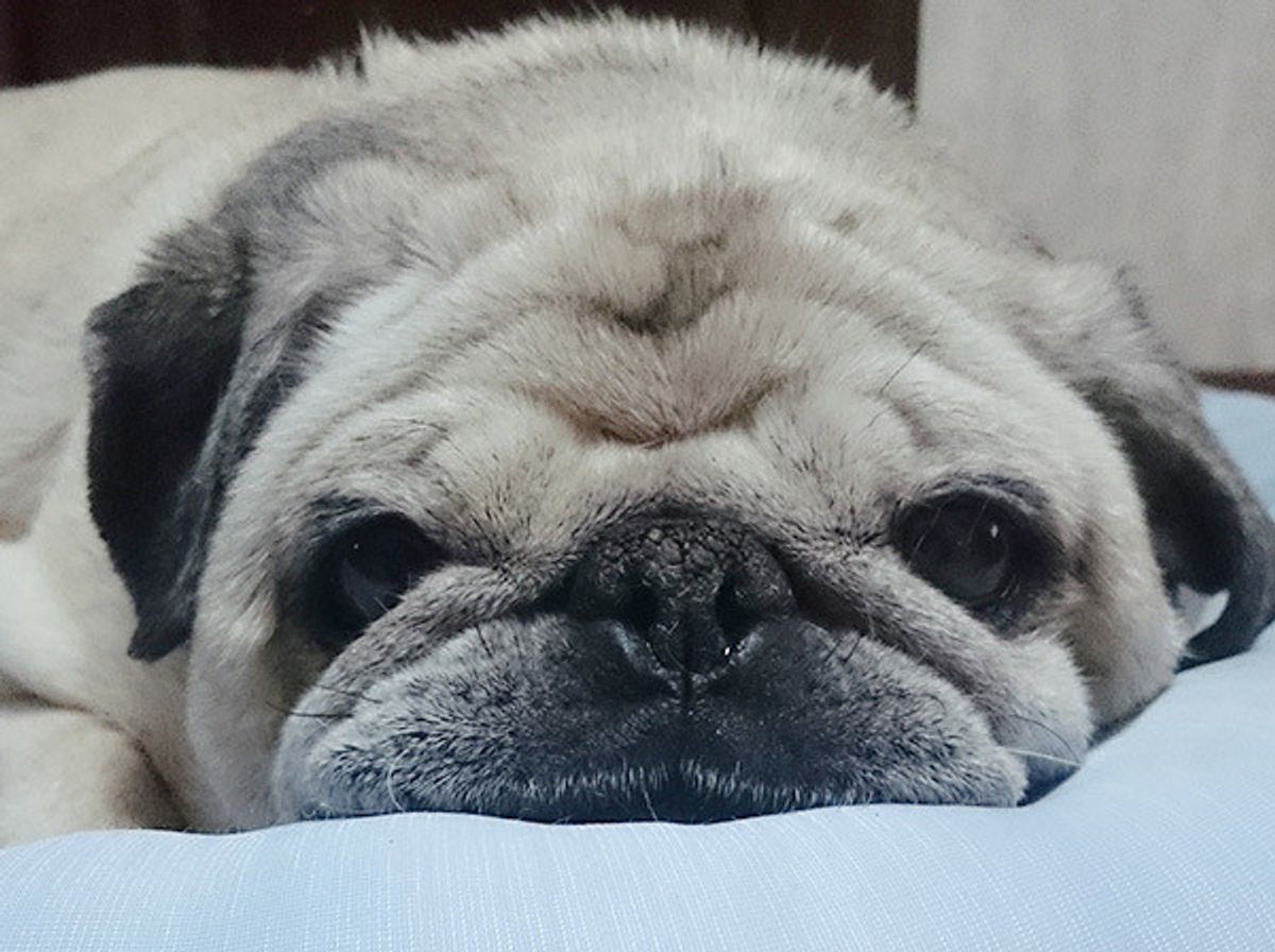 専門家が解説 犬の 反抗期 の真相に迫る 勘違いしてる飼い主さん いるかも いぬのきもちweb Magazine 専門家が解説 犬の 反抗期 の真相に迫る 勘違いしてる飼い主さん いるかも いぬのきもちweb Magazine