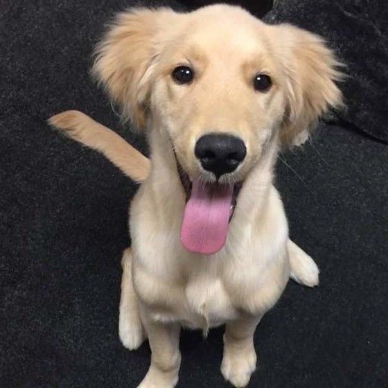 見つめるゴールデン・レトリーバー