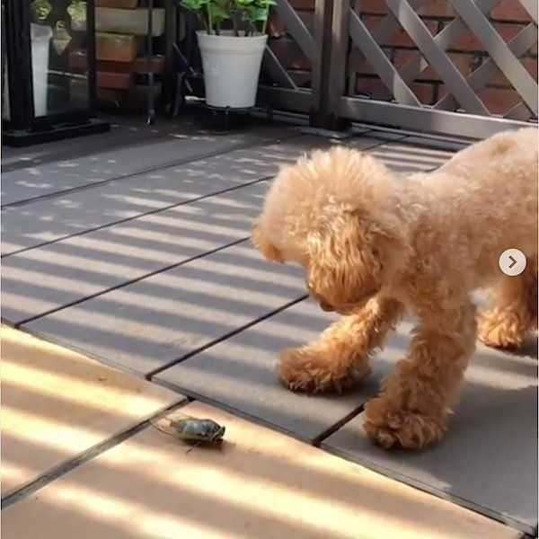 セミと対峙するトイ・プードル