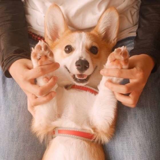 吠える犬 年をとったら落ち着くの 年代別に見てみると いぬのきもちweb Magazine