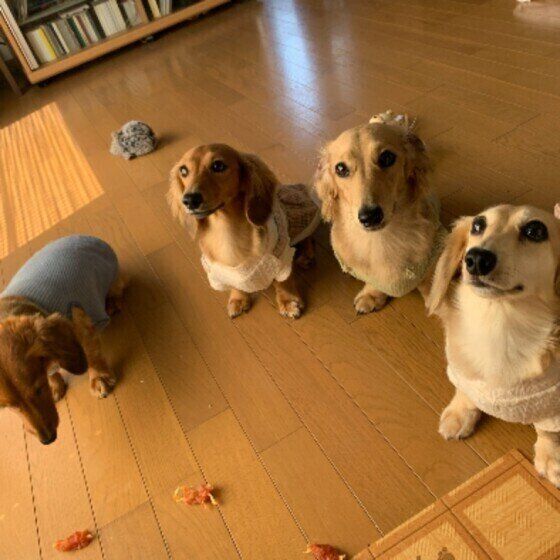 ミニチュアダックスのコロン♀ほか