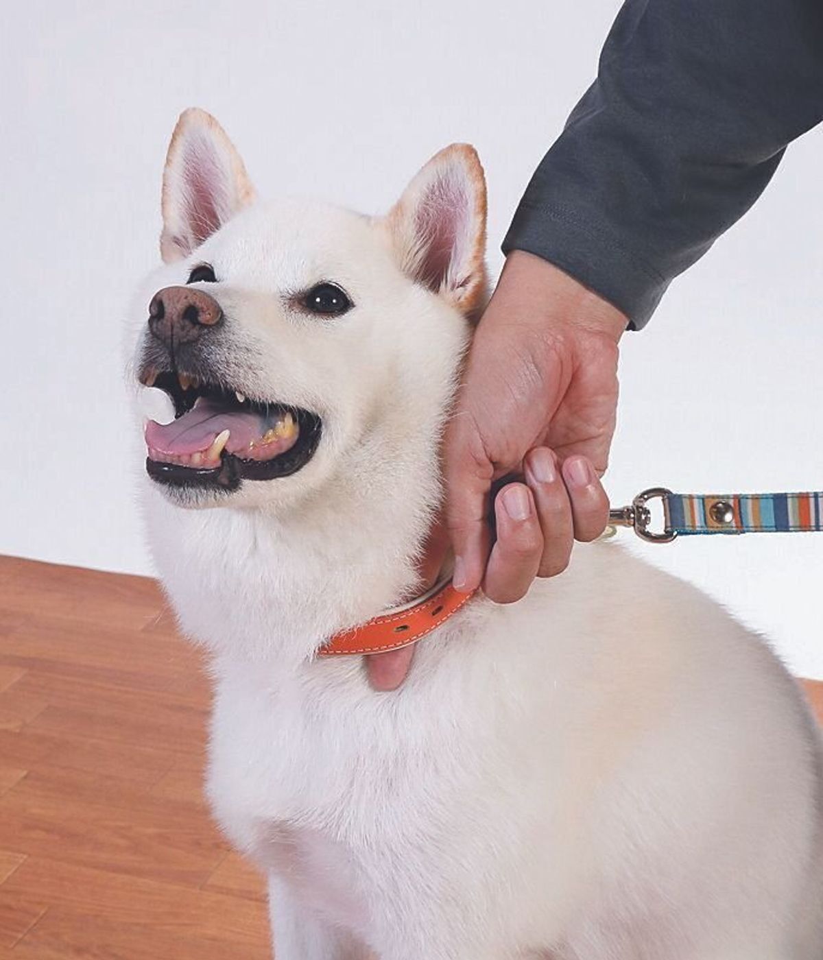 脱走 迷子防止に絶対知っておいて 犬の首輪 リードの正しい選び方 いぬのきもちweb Magazine