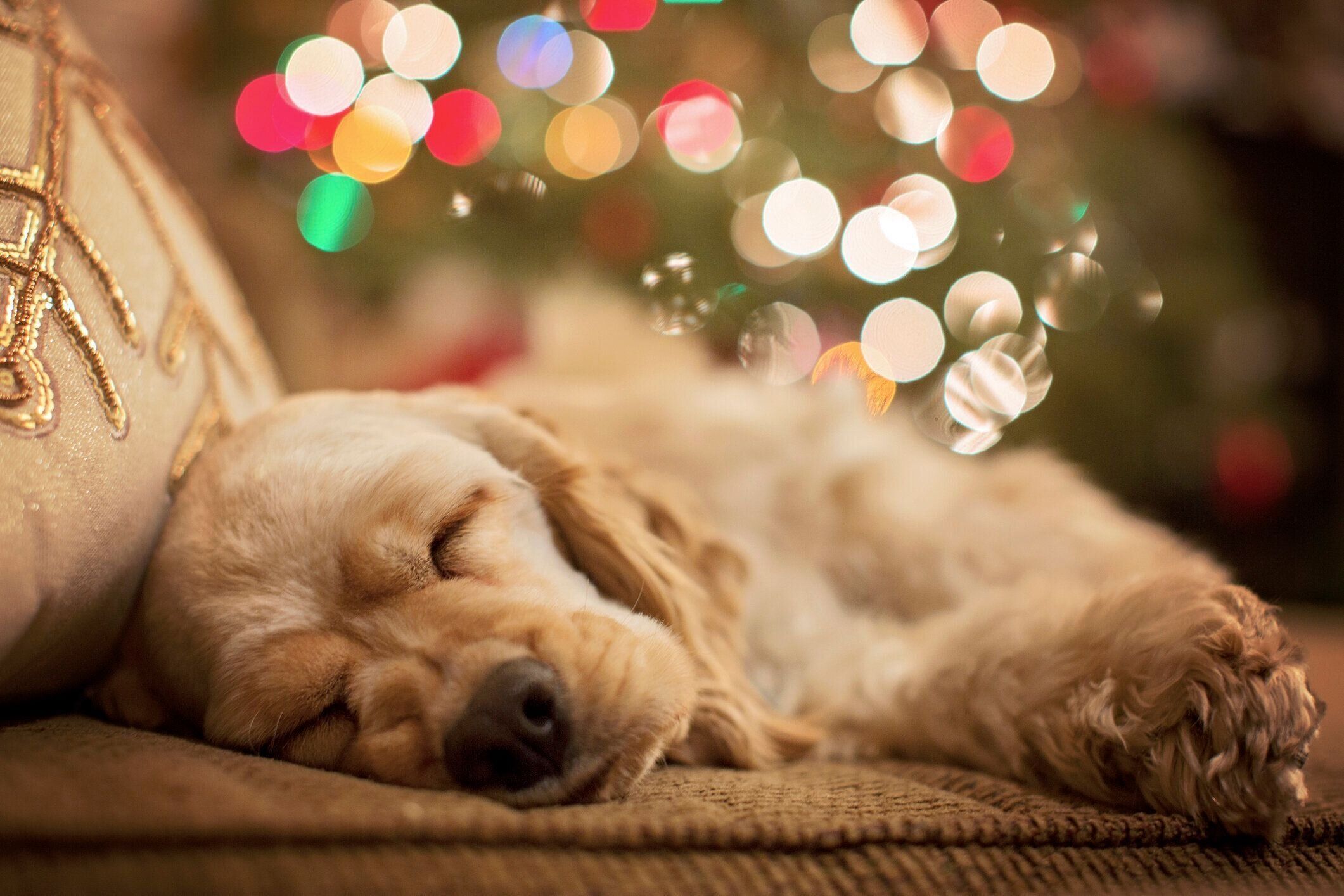 クリスマスツリーの前で寝る犬