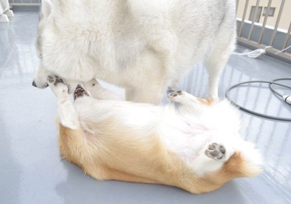 じゃれ合うキャリーちゃんとムギちゃん