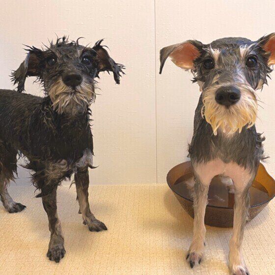 仲よくお風呂に入るミニチュア・シュナウザー