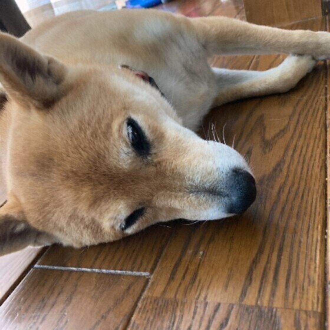 獣医師監修 犬にコーヒーは絶対にng 飲んでしまったときの症状と対処方法 いぬのきもちweb Magazine 獣医師監修 犬にコーヒーは絶対にng 飲んでしまったときの症状と対処方法 いぬのきもちweb Magazine