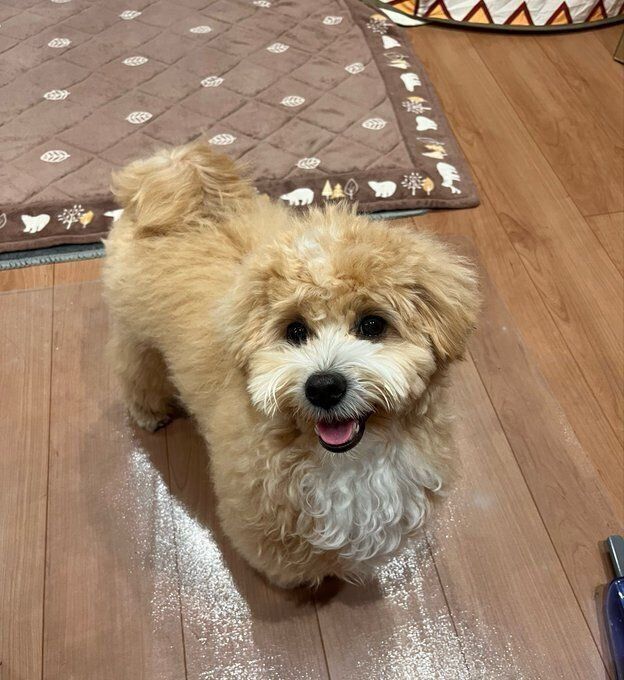 ニコニコな様子の犬