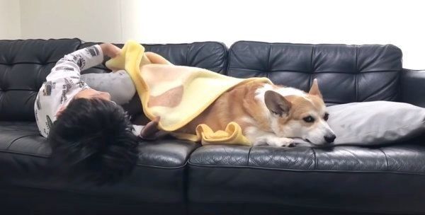風邪をひいていないのに看病されるコーギー