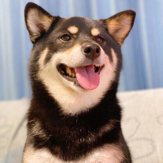 柴犬のラガーちゃん