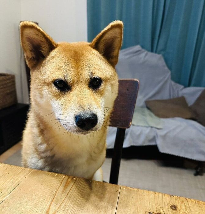 じーっと見つめるつくねちゃん