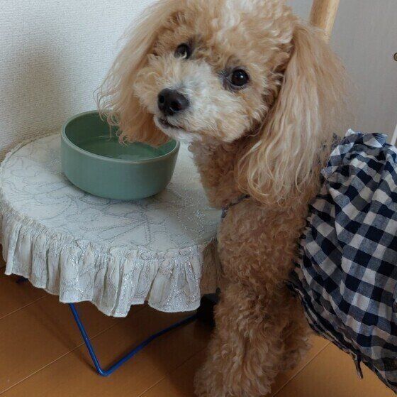 トイプードル お水