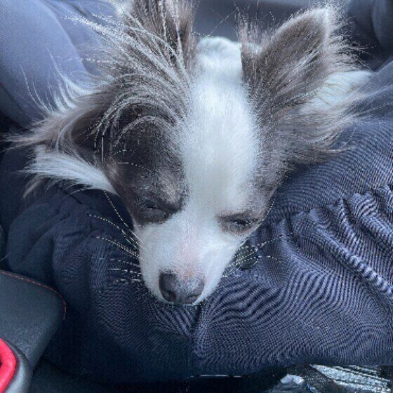 お休み中の知美丸ちゃん