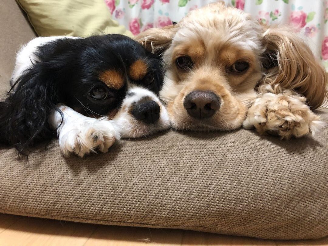 キャバリアキングチャールズスパニエルのりずむちゃんとアメリカンコッカースパニエルのアルトちゃん