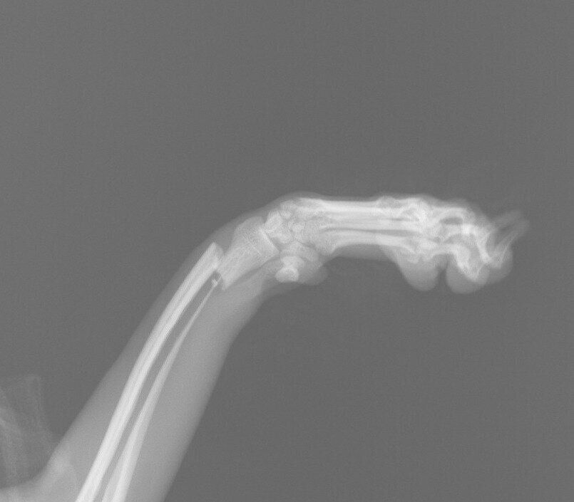 前足を骨折した、7カ月のトイ・プードルのエックス線写真（症例写真提供／ノヤ動物病院）