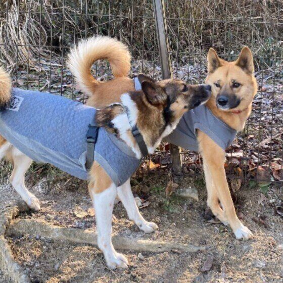 MIXの茶豆ちゃん