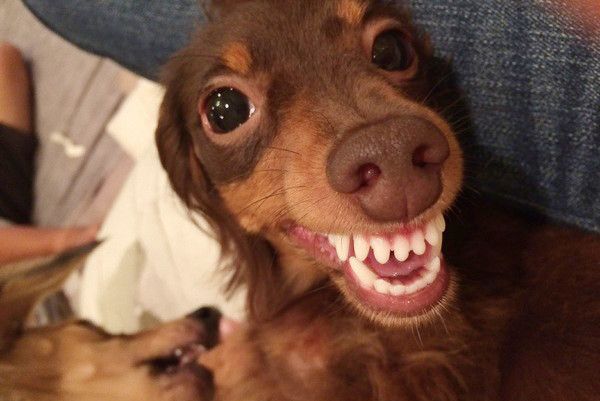 歯を見せるカニーンヘン・ダックスフンド