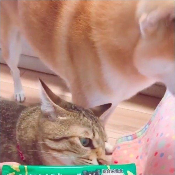 ワンちゃん用ちゅ〜る