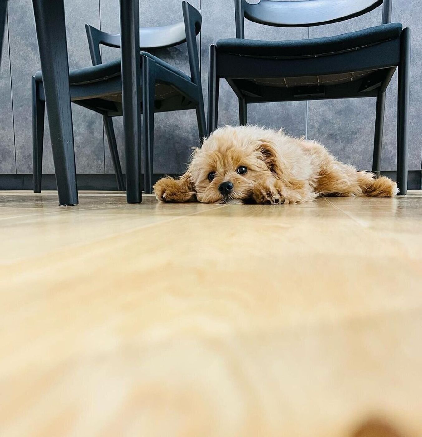 暑い季節に急増 かわいい おなかペタンコ犬 しぐさの理由は いぬのきもちweb Magazine 暑い季節に急増 かわいい おなかペタンコ犬 しぐさの理由は いぬのきもちweb Magazine