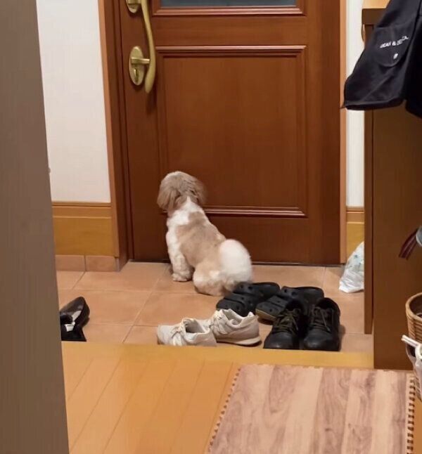 大好きなお兄ちゃんのお出迎えをする、つぶちゃん