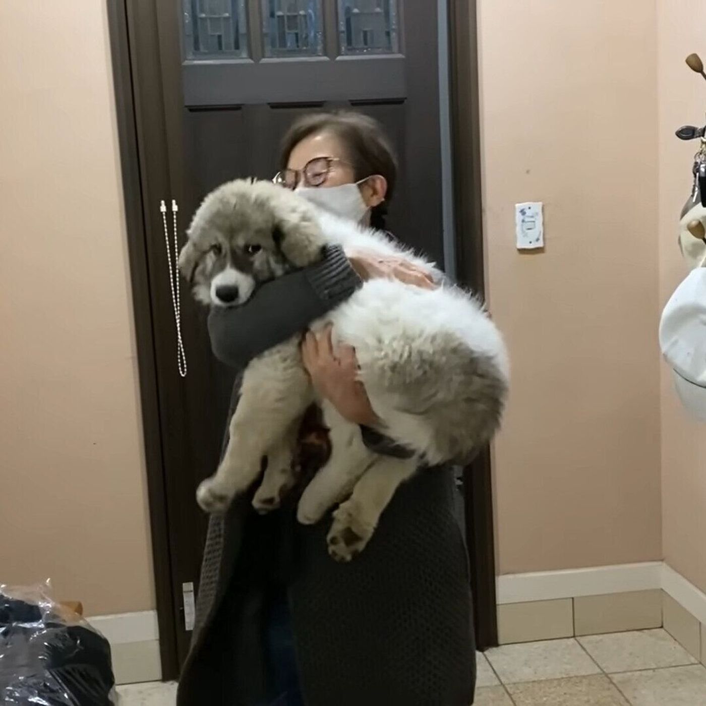 ぐんぐん成長中の大型犬の子ども 抱っこはそろそろ限界 いぬのきもちweb Magazine ぐんぐん成長中の大型犬の子ども 抱っこはそろそろ限界 いぬのきもちweb Magazine