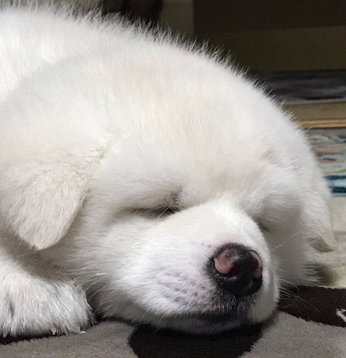 気持ちよさそうに眠る心くん