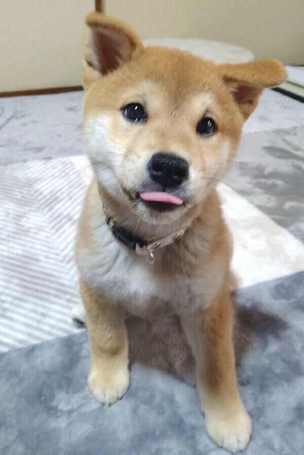 舌をペロッと出すこまちちゃん