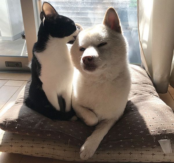 毛づくろいする犬と猫