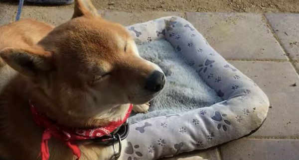 新しいマットを受け入れる柴犬