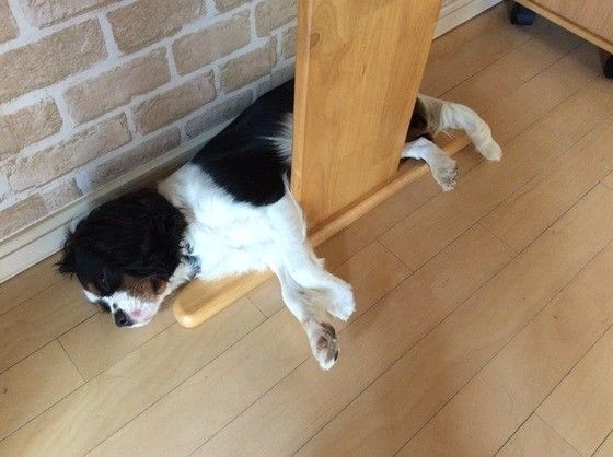 変な場所で寝る犬