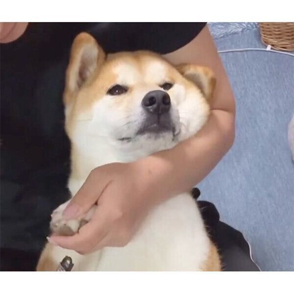 爪切り中のめんまくん